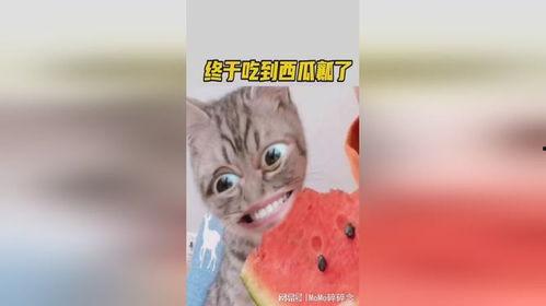 七彩猫吃瓜视频大全集,趣味视频全集盘点