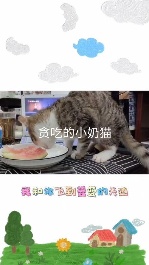 小奶猫吃大瓜好吗视频大全,萌态百出趣味无限