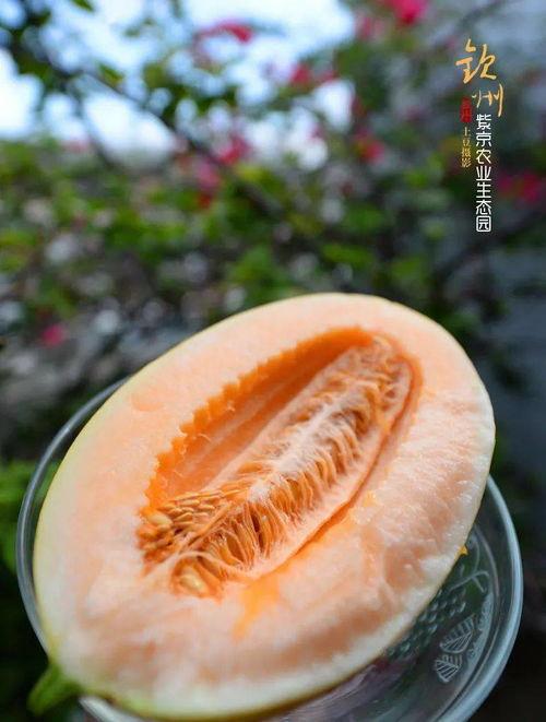 锦华观芷吃瓜的视频,揭秘娱乐圈幕后故事