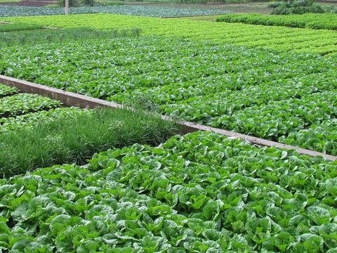 菜地吃瓜视频素材高清无水印,捕捉田园生活趣味瞬间