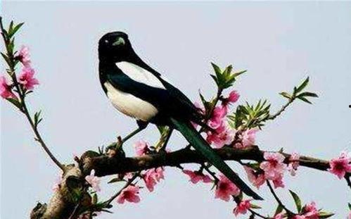 喜鹊吃瓜视频大全最新版,欢乐瞬间，笑料横生