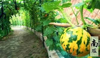 画饼摸鱼吃瓜视频,揭秘网络短视频的趣味与陷阱