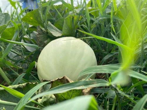 小时候吃瓜的视频