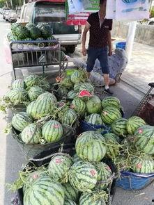 云南楚雄吃瓜事件视频最新,一场网络热议背后的真相揭晓